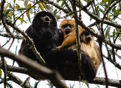 Brasil atualiza lista de animais ameaçados: 790 espécies em risco