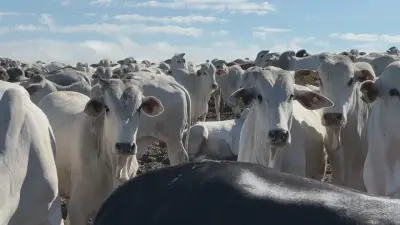 Brasil cria protocolo para exportar carne bovina à UE sem antimicrobianos