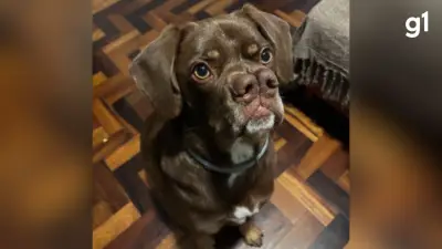 Cachorro com 'dois narizes' viraliza na internet após adoção em Novo Hamburgo