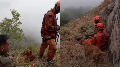 Cachorro fica 17 horas ao lado de bombeiros durante resgate de tutor no CE