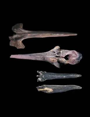 Cemitério de baleias no Oceano Índico revela fósseis de até 5,3 milhões de anos