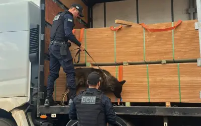 Cão farejador Apolo ajuda PRF a apreender 7,5 toneladas de maconha em Rio Verde