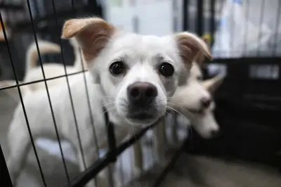 Coreia do Sul proíbe carne de cachorro em 2027 e gera incerteza sobre milhares de cães