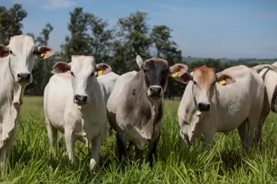 Cota de carne bovina para China quase esgotada; preços podem cair