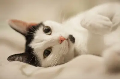 Estudo revela que gatos e cães melhoram humor, mas não reduzem estresse