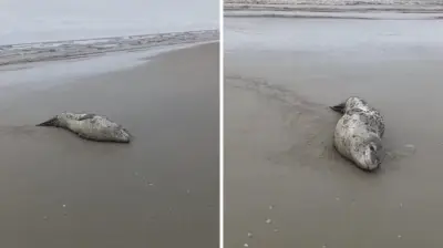 Foca-leopardo da Antártica é registrada em praia de SC