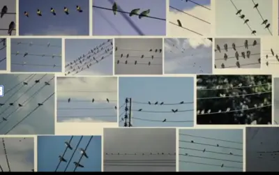 Foto de pássaros vira sinfonia premiada com Leão de Ouro em Cannes