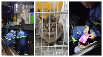 Gato é resgatado nos trilhos do Metrô em São Paulo e ganha novo lar