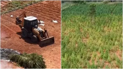 Governador visita plantação de 290 mil pés de maconha no CE