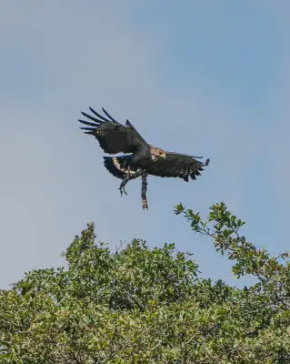 Águia-cinzenta é flagrada carregando cascavel em Minas Gerais