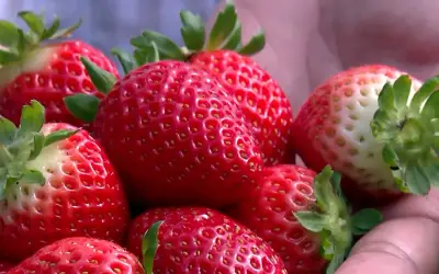 Guia do Senar ensina cultivo de morango com dicas técnicas