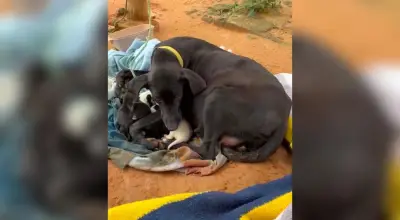 Homem é preso em Itupeva por maus-tratos a animais e posse ilegal de armas