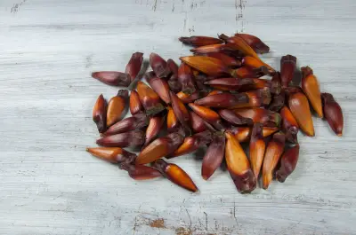 O que é pinhão e como aproveitar em receitas saborosas