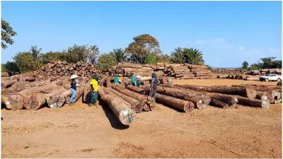 ONG denuncia madeira ilegal da Amazônia em decks na Holanda