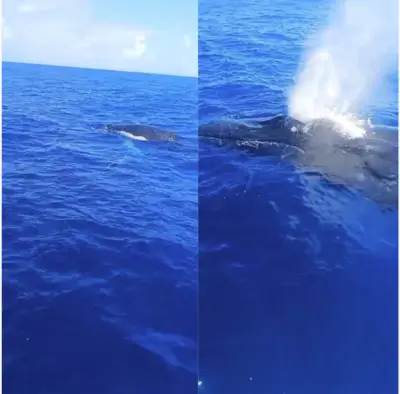 Pescador narra com humor encontro com duas baleias em PE