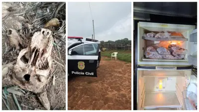 Polícia descobre abatedouro clandestino e 'cemitério' de animais em Conchal