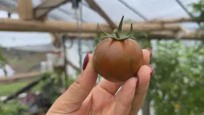 Produtora do PR inova com hortaliças exóticas e variedades raras de tomate