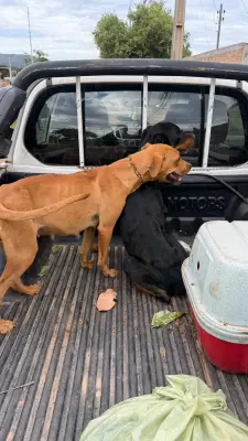 Quatro cães resgatados em situação de maus-tratos em Barra do Garças; dois presos