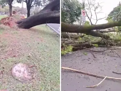 Queda de árvore bloqueia totalmente a Avenida Brasil em Campinas