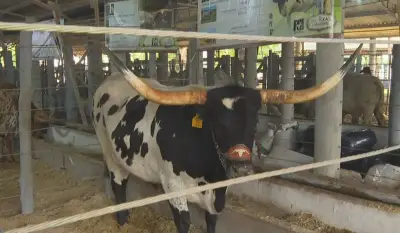Raça bovina exótica dos EUA atrai público na Feicorte 2026 em Presidente Prudente
