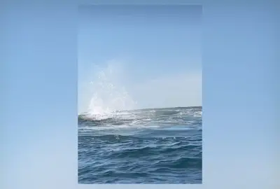 Remadores resgatam baleia presa a cabo de boia em Niterói; vídeo viraliza