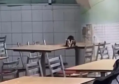 Timbu invade refeitório de hospital público no Recife