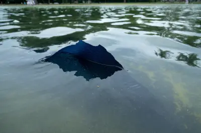 Tinta de piscina do Lincoln Memorial se solta após reforma de Trump