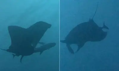 Tubarões usam raias-manta como 'coçadores' para remover parasitas no México