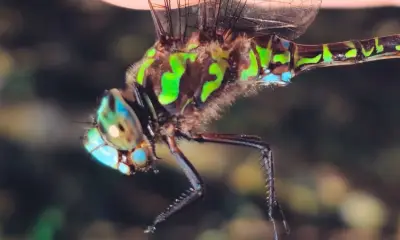 USP descobre três espécies inéditas de libélulas na Serra do Japi