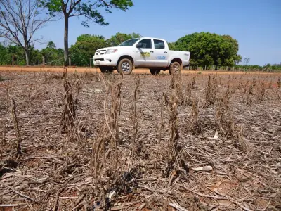 Vazio sanitário da soja começa em Rondônia para combater ferrugem asiática