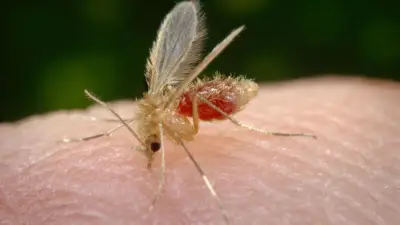 Vigilância confirma primeiro caso de leishmaniose humana em Prudente em 2026