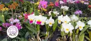 18ª Exposição Nacional de Orquídeas em Valinhos: datas e horários