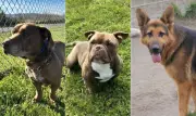 Abrigo 'sem eutanásia' na Califórnia: restos de 117 cães encontrados