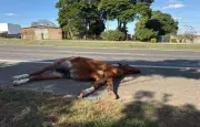 Acidentes com animais em rodovias de Campinas sobem 14% em 2026