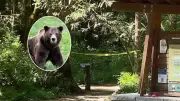 Adolescente é atacado por urso em trilha nos EUA; amigo fica ferido