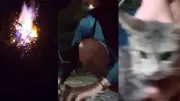 Adolescente confessa tortura e morte de gatos em lives no Pará