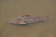 Alerta no Rio Teles Pires: superpopulação de peixes abotoado preocupa