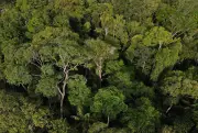 Amazonas: área protegida maior que Uruguai lidera conservação no Brasil