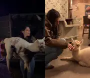 Ana Castela viaja a SC para buscar alpaca de estimação Odete