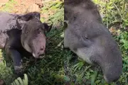 Anta de 180 kg resgatada com ferimentos de caça morre em Tapiraí