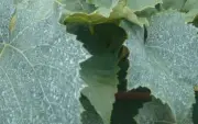 Aprenda a preparar calda bordalesa para combater fungos em plantas