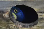 Arara-azul é reconhecida como símbolo de MS e volta à lista de extinção