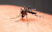Balbinos confirma primeira morte por dengue e acende alerta no centro-oeste paulista
