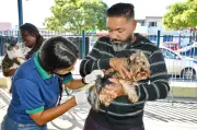 Barra do Piraí terá vacinação gratuita para cães e gatos em junho