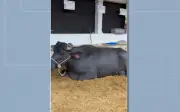 Búfala bate recorde mundial com 40,25 kg de leite em Minas Gerais
