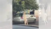 Bodes usam carro como escada para comer folhas em Bauru; vídeo
