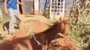 Bombeiros cavam rampa e cavalo sai sozinho de fossa de 2 metros em Uberlândia