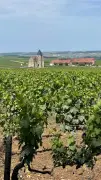 Borgonha: 32 mil hectares de vinhedos e 3,4% da produção francesa