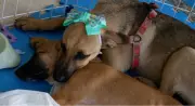 Cabo Frio realiza Feira de Adoção de Cães e Gatos neste sábado