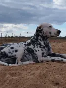 Cachorro Pingo é morto a tiros e tem corpo queimado em Santa Maria da Boa Vista